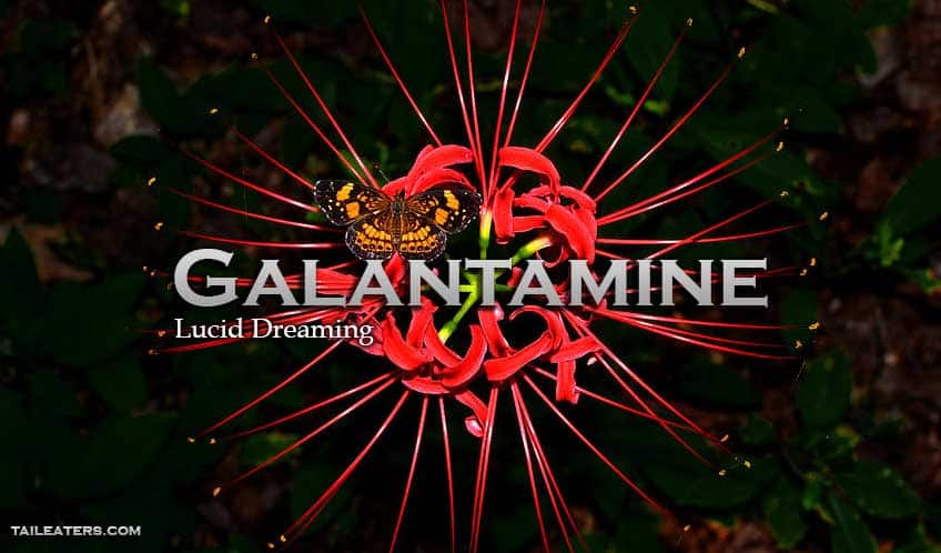 Galantamine Lucid Dreaming